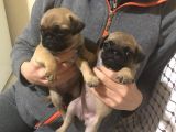 Pug Mops