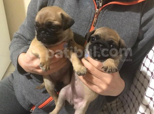 Pug Mops görsel