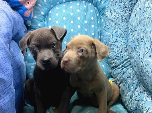 Cane Corso görsel