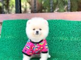 Tatlı Pomeranian Boo