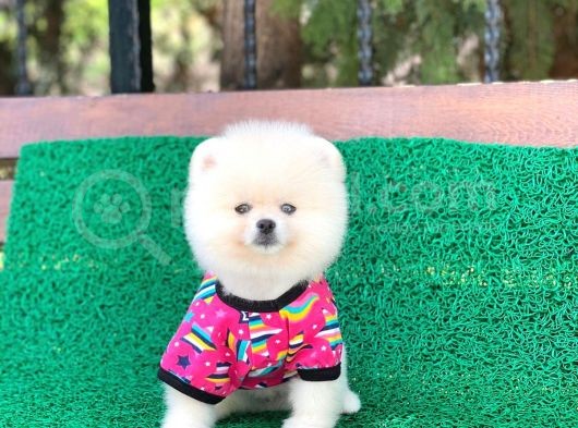Tatlı Pomeranian Boo