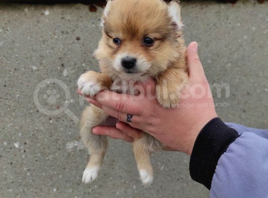 Spitz Yavrular görsel