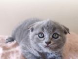 Scottish Fold Kardeşler Yeni Evlerini Arıyor