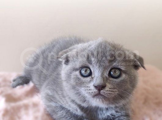 Scottish Fold Kardeşler Yeni Evlerini Arıyor görsel