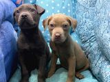 Cane Corso