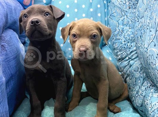 Cane Corso