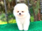 Prens Oğlumuz Pomeranian