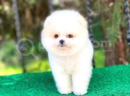 Prens Oğlumuz Pomeranian görsel