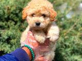 F2 Maltipoo Kızımız
