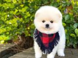 Tatlı Pomeranian Boo Yavruları