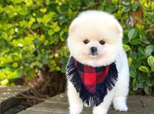 Tatlı Pomeranian Boo Yavruları görsel