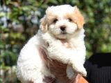 2 Aylık Erkek Ve Dişi Maltipoo Yavrular