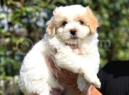 2 Aylık Erkek Ve Dişi Maltipoo Yavrular