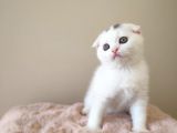 Scottish Fold Kardeşler Yeni Evlerini Arıyor