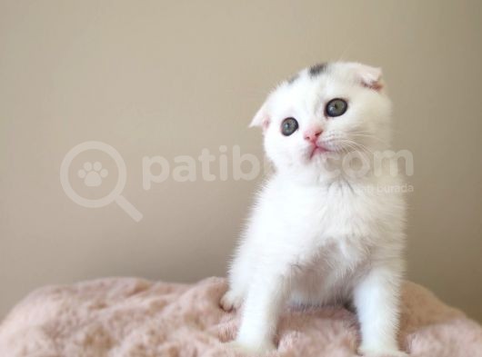 Scottish Fold Kardeşler Yeni Evlerini Arıyor