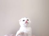Scottish Fold Kardeşler Yeni Evlerini Arıyor