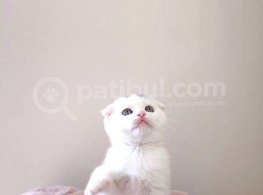 Scottish Fold Kardeşler Yeni Evlerini Arıyor görsel