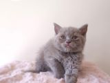 Scottish Fold Kardeşler Yeni Evlerini Arıyor