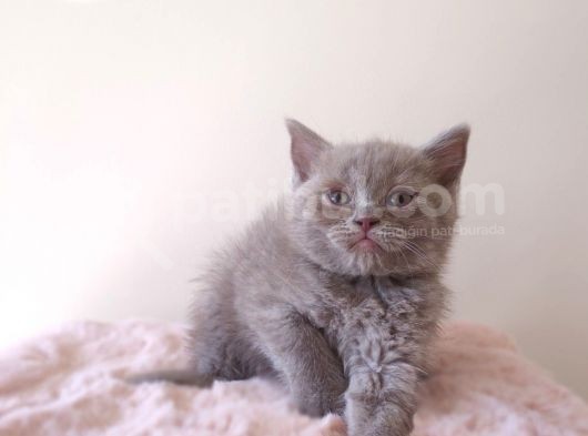 Scottish Fold Kardeşler Yeni Evlerini Arıyor görsel