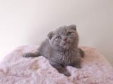 Scottish Fold Kardeşler Yeni Evlerini Arıyor