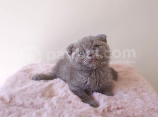 Scottish Fold Kardeşler Yeni Evlerini Arıyor görsel
