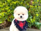 Yakışıklı Oğlumuz Pomeranian