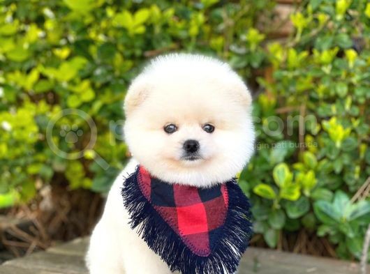 Yakışıklı Oğlumuz Pomeranian