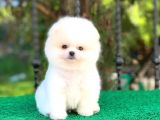 Prens Oğlumuz Pomeranian