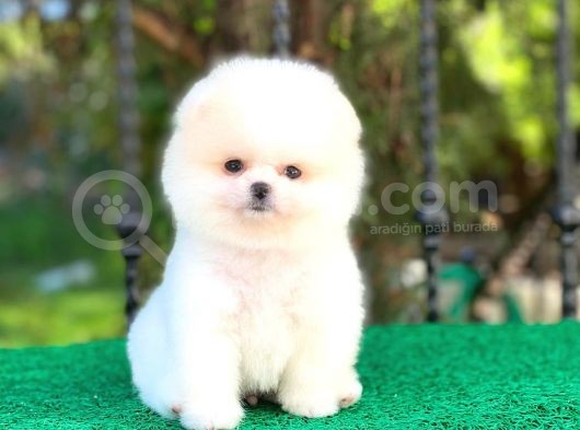Prens Oğlumuz Pomeranian