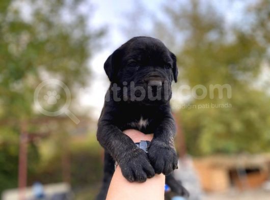 Cane Corso görsel