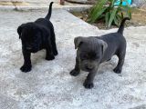 Cane Corso