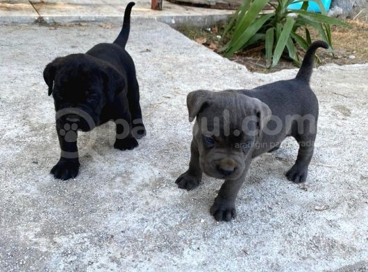 Cane Corso görsel
