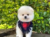 Tatlı Pomeranian Boo Yavruları