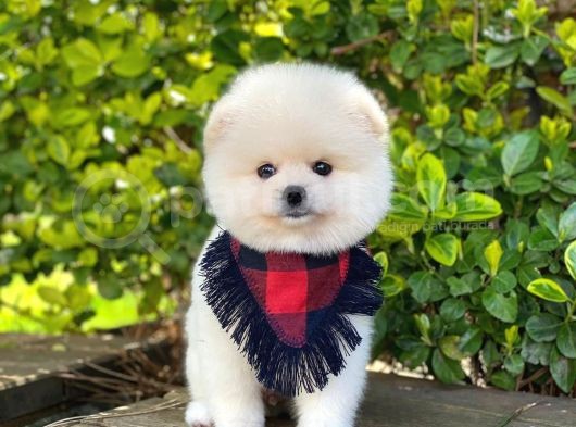Tatlı Pomeranian Boo Yavruları görsel
