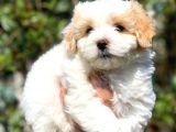 2 Aylık Erkek Ve Dişi Maltipoo Yavrular