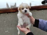 Spitz Yavrular