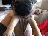 Pug Mops