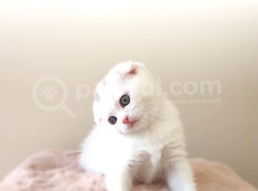 Scottish Fold Kardeşler Yeni Evlerini Arıyor görsel