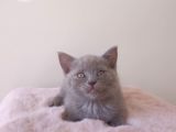 Scottish Fold Kardeşler Yeni Evlerini Arıyor