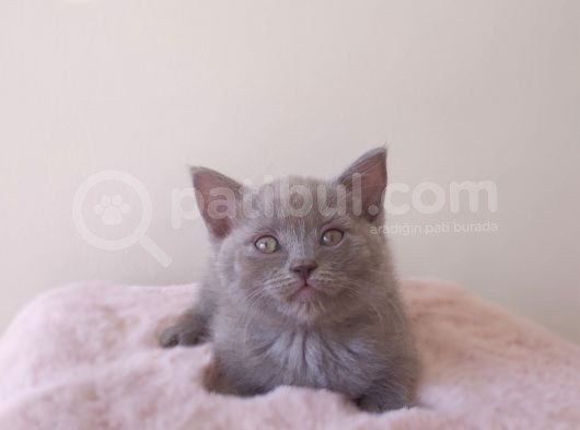 Scottish Fold Kardeşler Yeni Evlerini Arıyor görsel