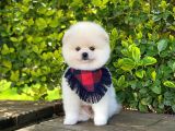 Tatlı Pomeranian Boo Yavruları