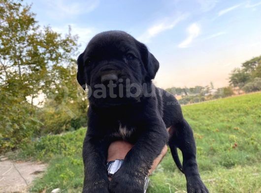 Cane Corso görsel