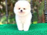 Prens Oğlumuz Pomeranian