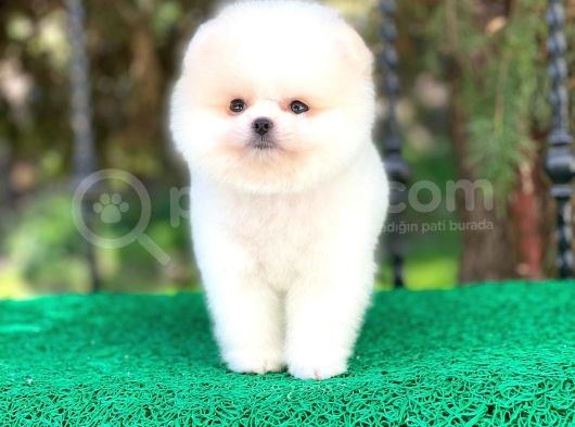 Prens Oğlumuz Pomeranian görsel