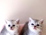 Scottish Fold Kardeşler Yeni Evlerini Arıyor