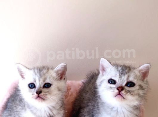 Scottish Fold Kardeşler Yeni Evlerini Arıyor görsel