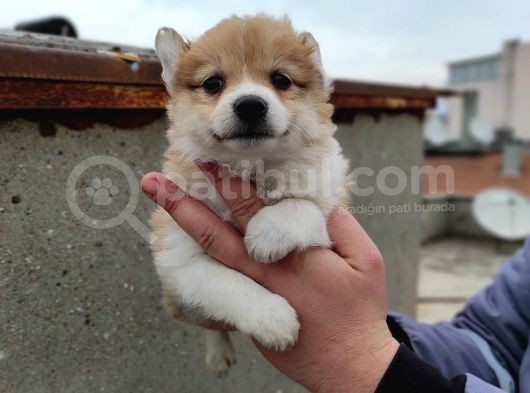 Spitz Yavrular görsel