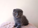 Scottish Fold Kardeşler Yeni Evlerini Arıyor