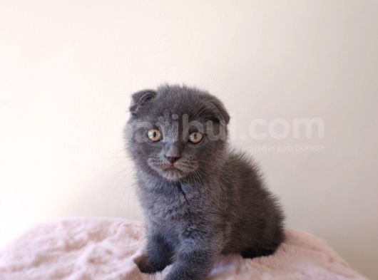 Scottish Fold Kardeşler Yeni Evlerini Arıyor görsel