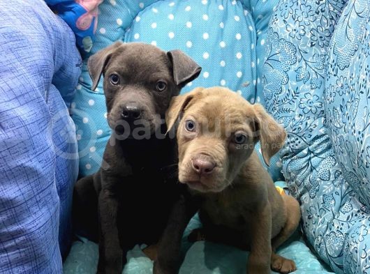 Cane Corso görsel